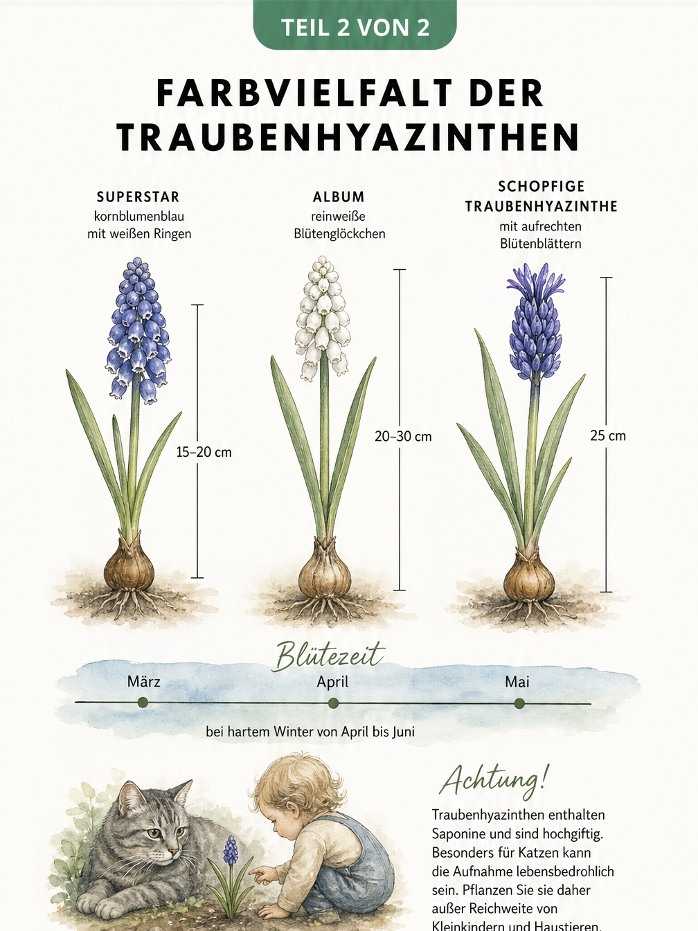 Aquarell-Illustration von drei Traubenhyazinthen-Sorten im Vergleich mit Blütezeit und Warnhinweis zur Giftigkeit