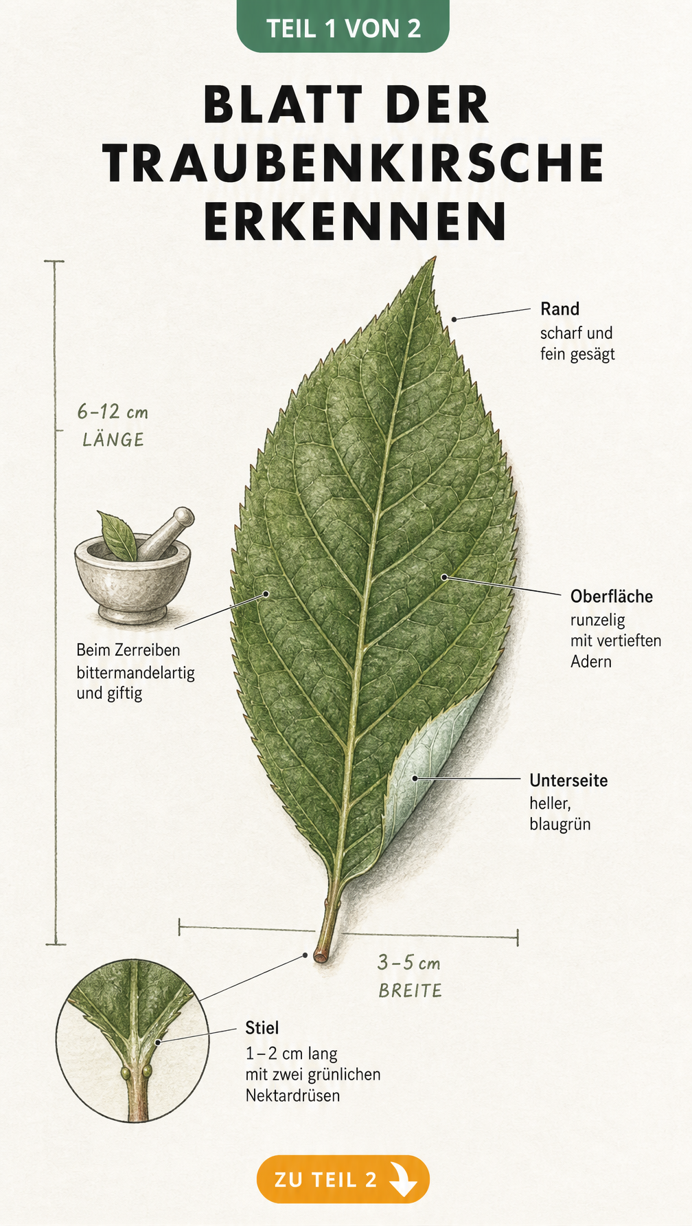 Botanische Illustration eines Traubenkirschen-Blattes mit Maßstabsleiste und Detailvergrößerung der Nektardrüsen