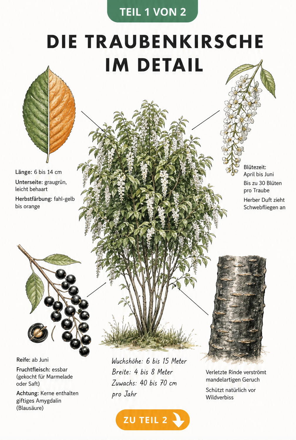 Botanische Illustration der Traubenkirsche mit Details zu Wuchs, Blättern, Blüten, Früchten und Rinde