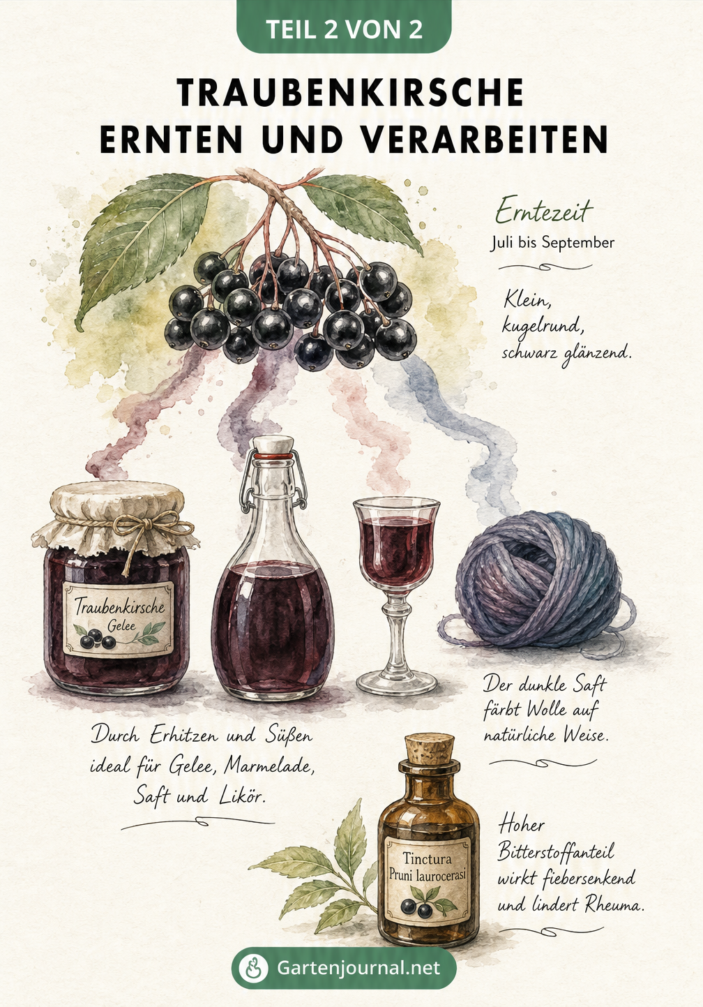 Illustration von Traubenkirschen-Beeren, Marmeladenglas, Saftflasche, Likörkelch und Wollknäuel zur Verarbeitung.