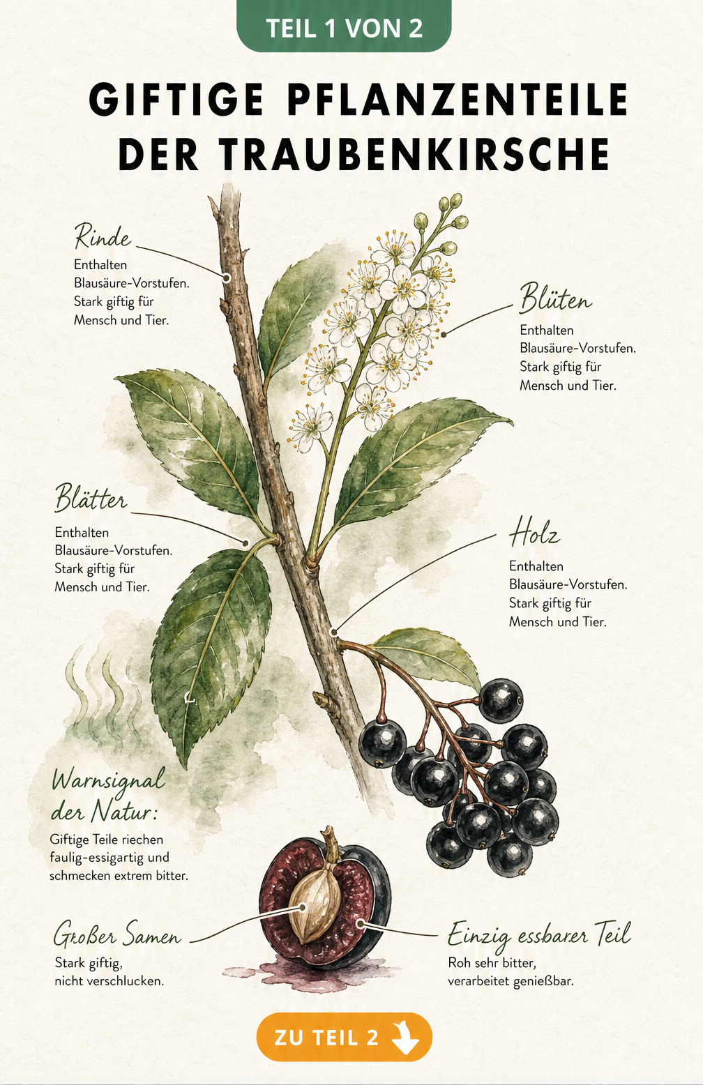 Botanische Illustration eines Traubenkirschen-Zweigs mit Markierungen der giftigen Pflanzenteile wie Rinde, Blätter und Samen.