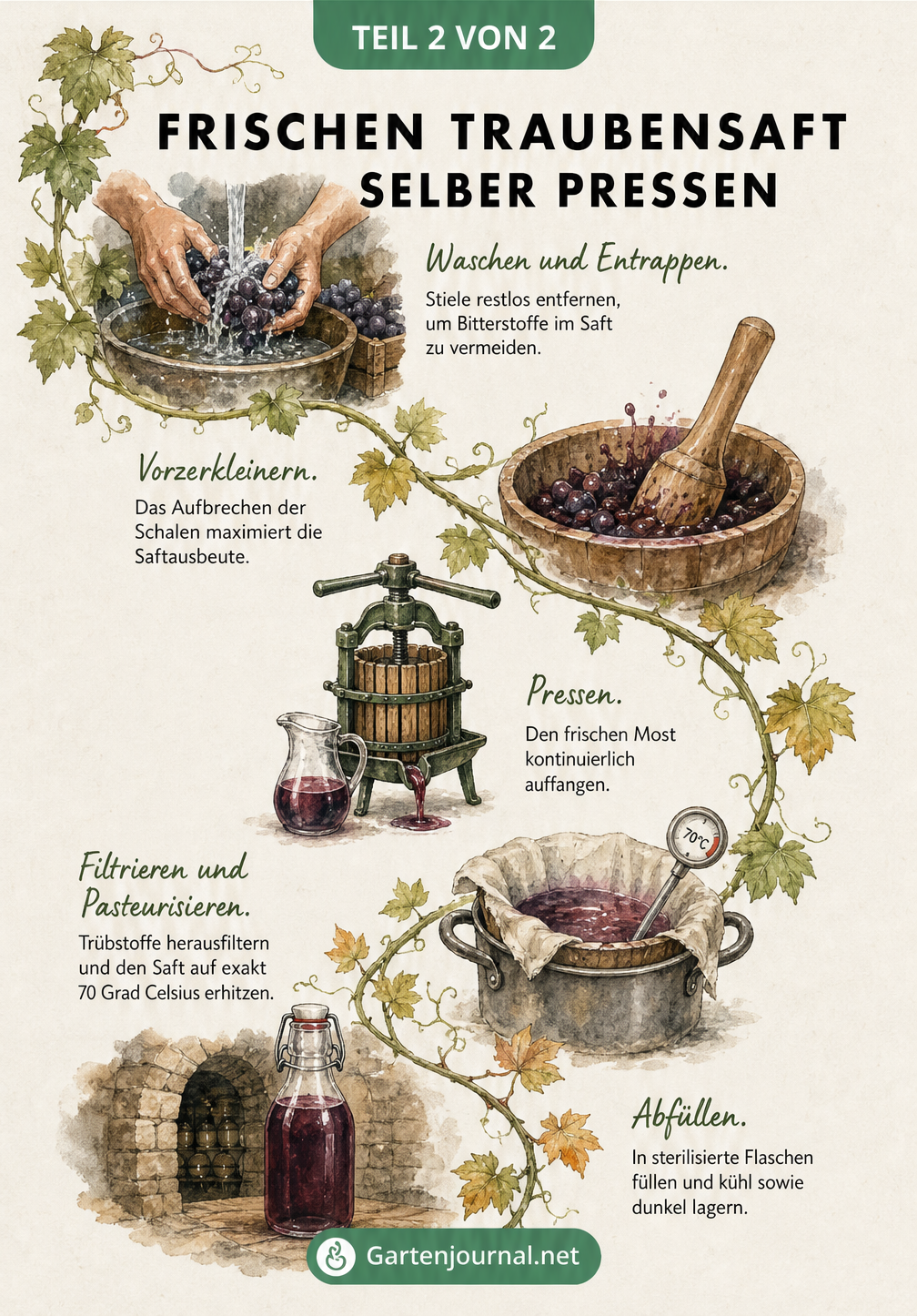 Handillustrierte Bildergeschichte zur Herstellung von Traubensaft: Waschen, Vorzerkleinern, Pressen, Filtrieren und Abfüllen