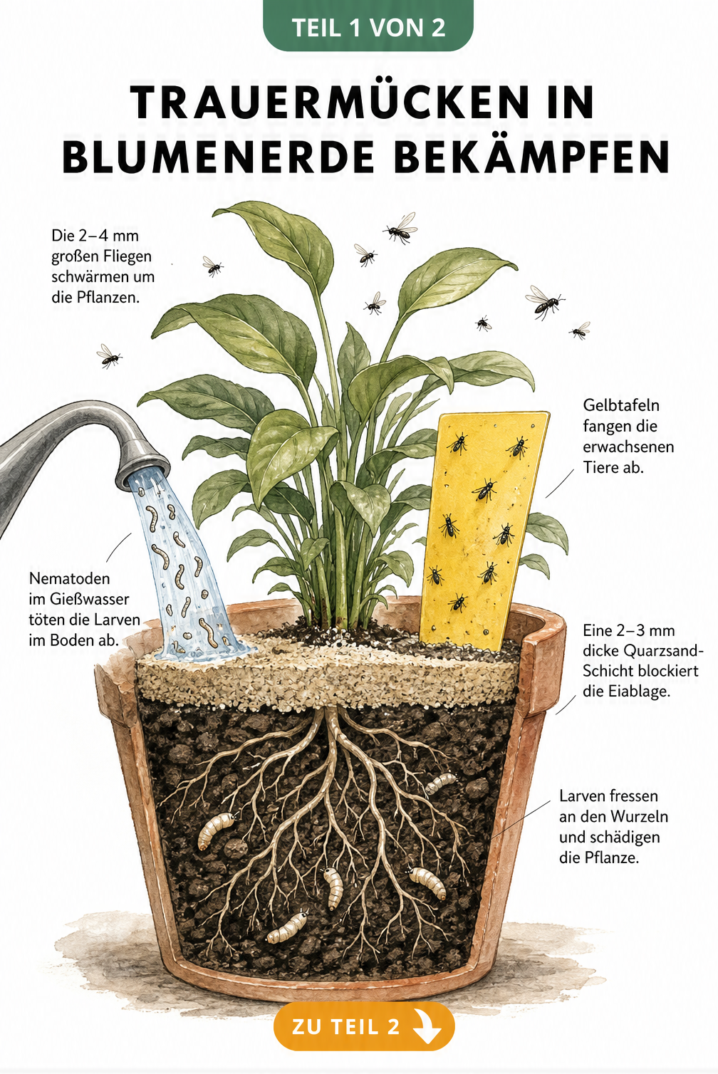 Querschnitt eines Blumentopfs mit Trauermücken, Gelbtafel, Quarzsand und Nematoden im Gießwasser
