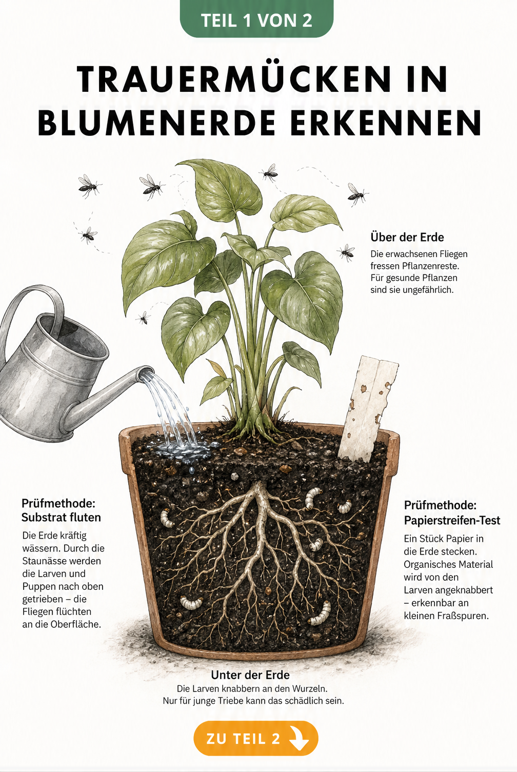 Schnittzeichnung eines Blumentopfs mit Trauermücken über der Erde und Larven im Substrat sowie Illustrationen zum Fluten und Papierstreifen-Test