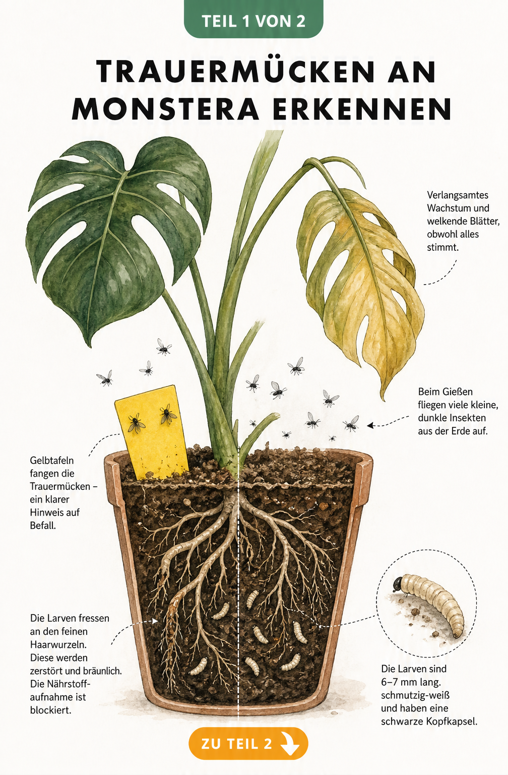 Illustration einer Monstera mit Trauermückenbefall, welkem Blatt und Larven an den Wurzeln