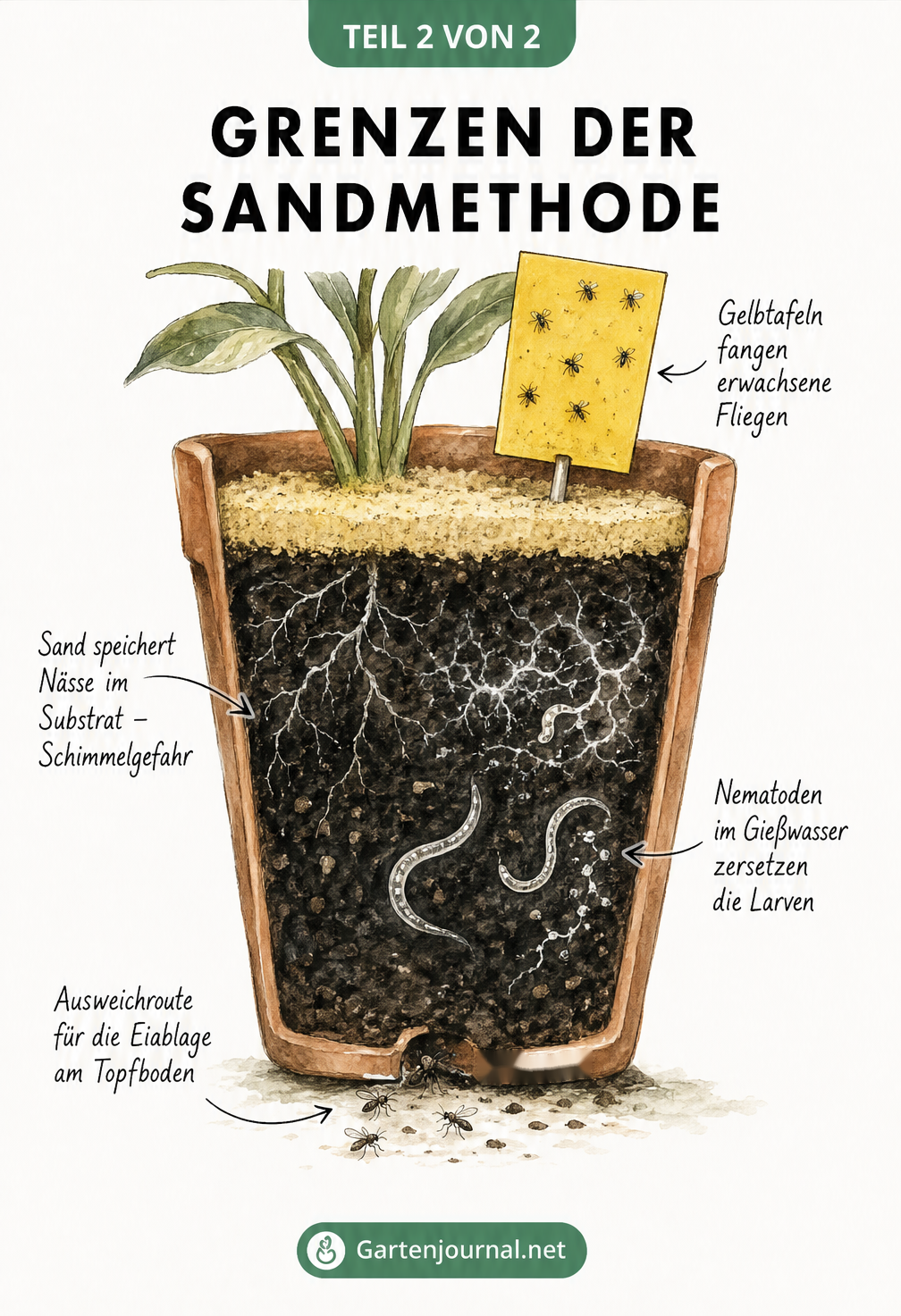 Querschnitt eines Pflanztopfes zeigt nasse Erde unter Sand, Schimmelgefahr und Trauermücken am Abflussloch