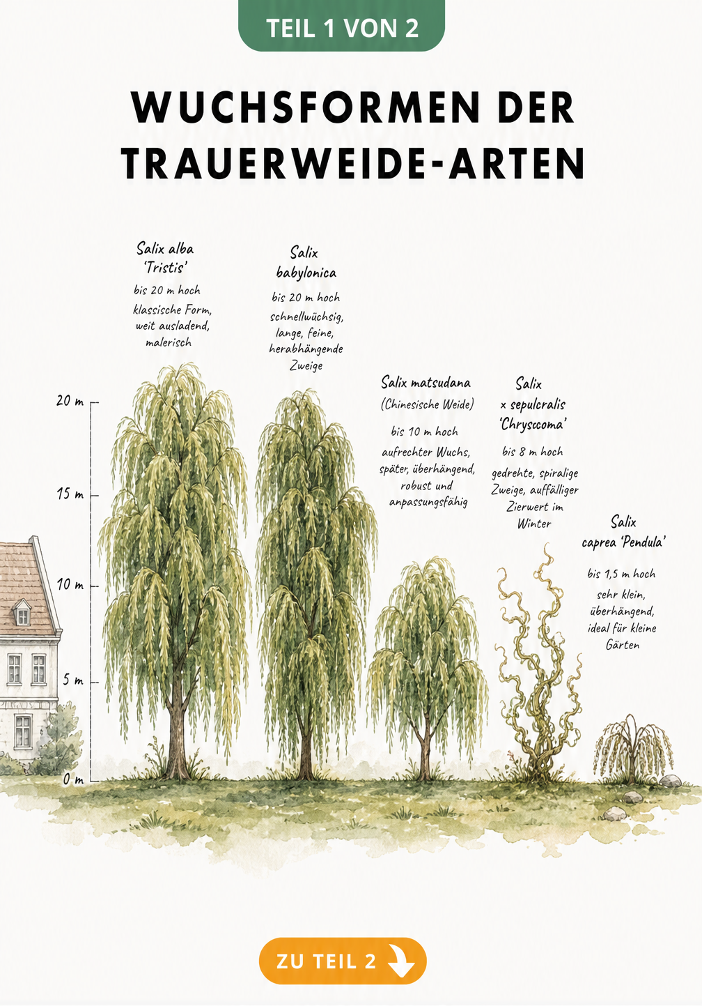 Illustration von fünf Trauerweide-Arten im Größenvergleich neben einem Wohnhaus