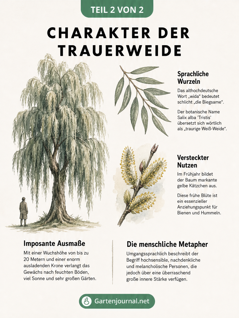 Botanische Skizze der Trauerweide mit Details zu Blättern, Kätzchen und Größenvergleich