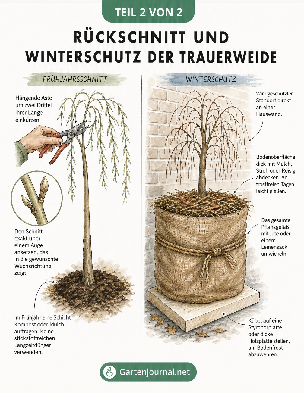 Zweigeteilte Illustration einer Trauerweide im Kübel: links der Frühjahrsschnitt mit Gartenschere, rechts der Winterschutz mit Jute und Mulch.