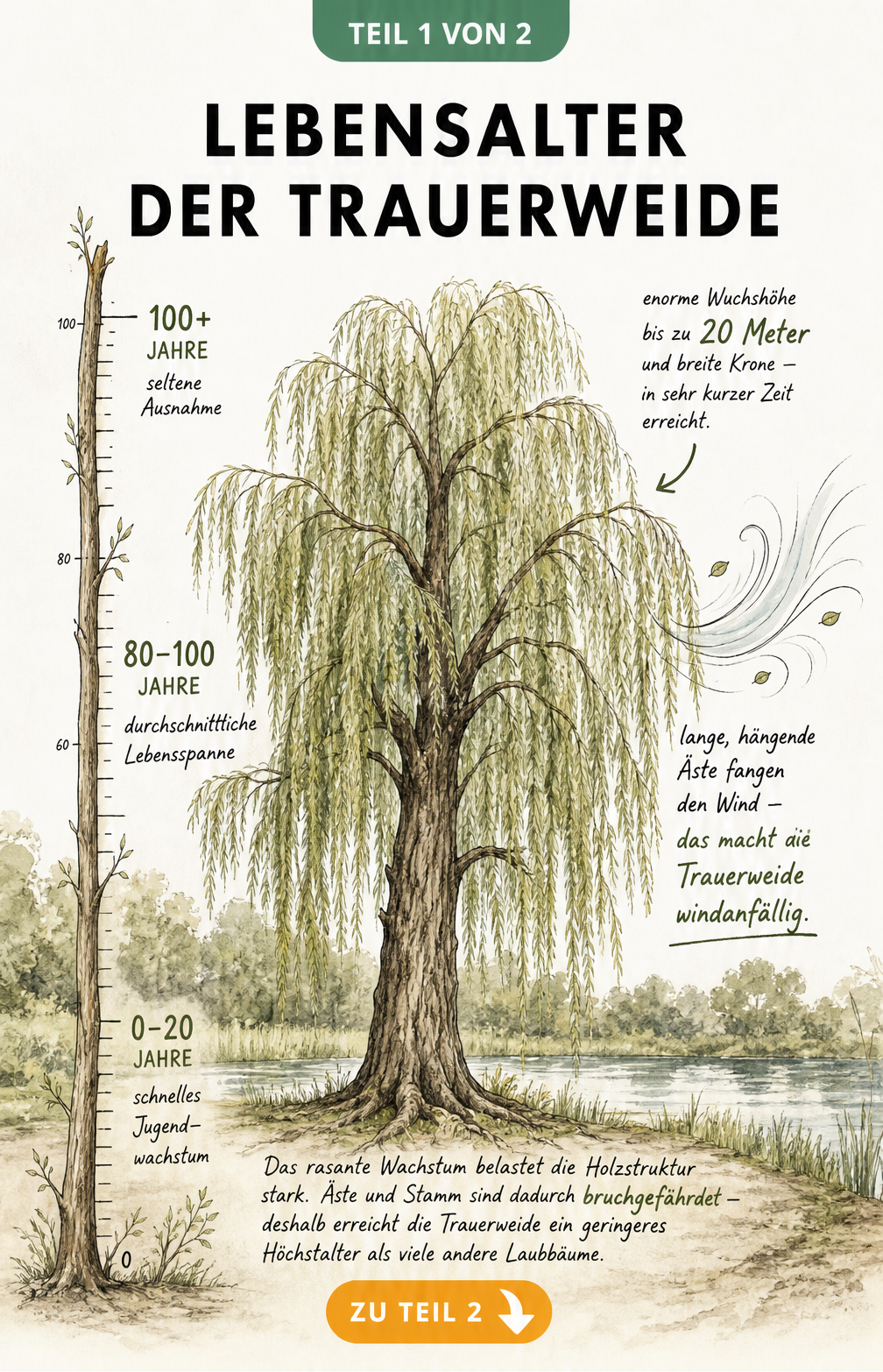 Botanische Illustration einer Trauerweide mit Messskala zum Lebensalter und Detailansicht der Krone