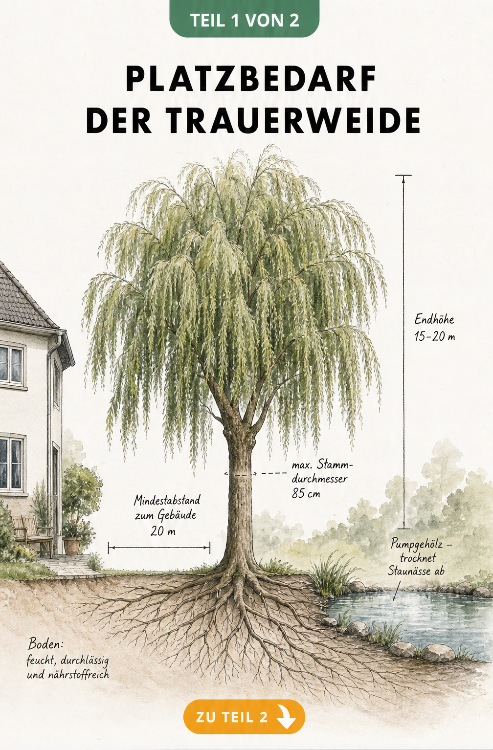 Architekturskizze einer Trauerweide mit Maßlinien für Höhe und Sicherheitsabstand zu Gebäuden sowie Darstellung des Wurzelsystems