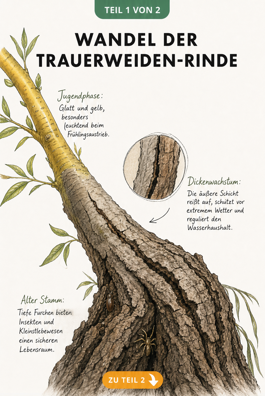 Botanische Illustration eines Trauerweiden-Astes, der den Alterungsprozess der Rinde von glatt und gelb zu tief gefurcht und braun zeigt.