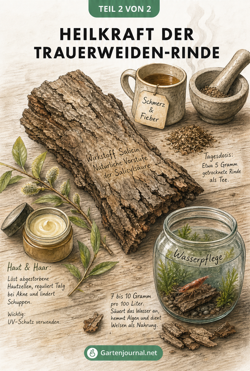 Illustration von getrockneter Trauerweiden-Rinde auf einem Holztisch, umgeben von Teetasse, Aquarium-Glas und Salbentiegel zur Darstellung der Heilwirkung.