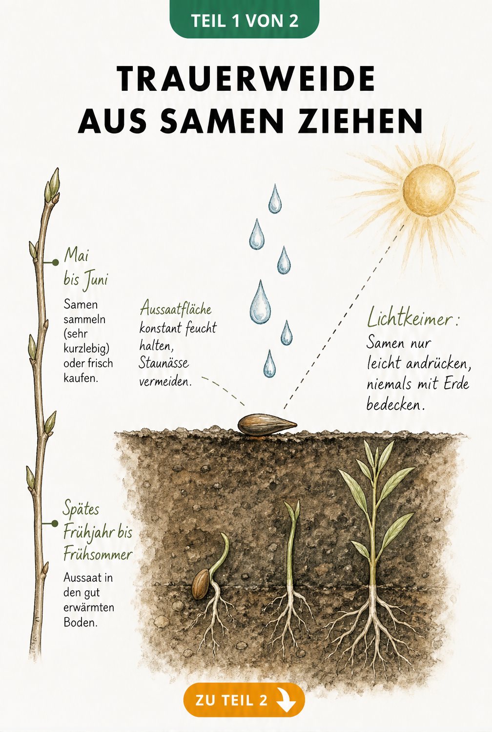 Botanische Illustration eines Trauerweidensamens auf Erdboden mit Sonnenlicht und Wassertropfen