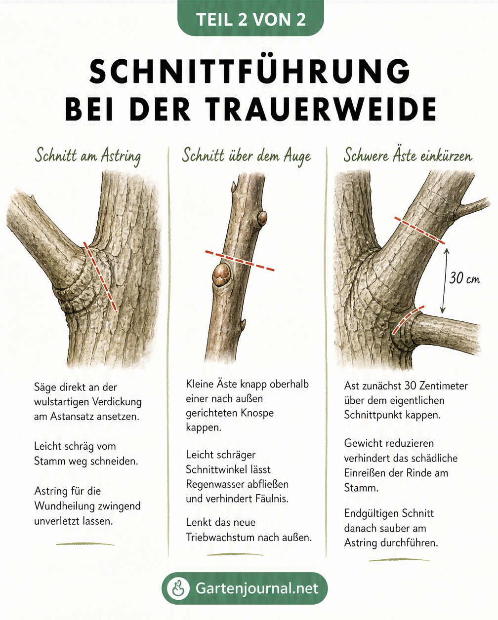 Detaillierte Schnittführung bei der Trauerweide am Astring und über dem Auge