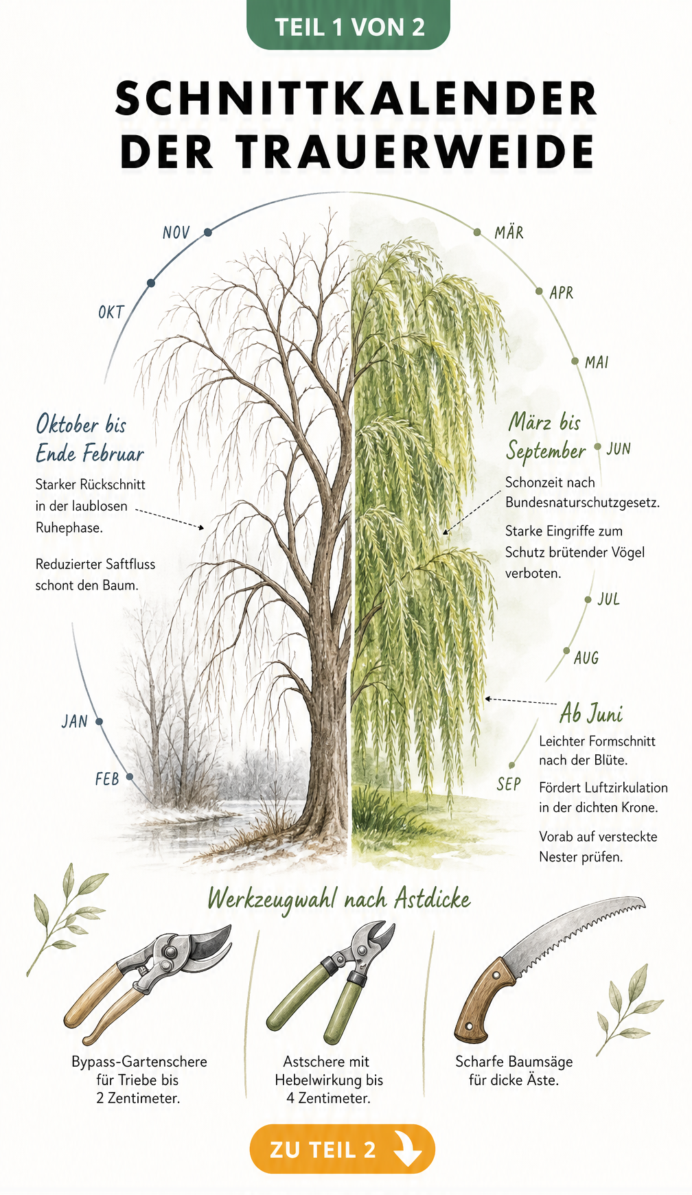 Schnittkalender für die Trauerweide mit den besten Zeiten für Rückschnitt und Formschnitt