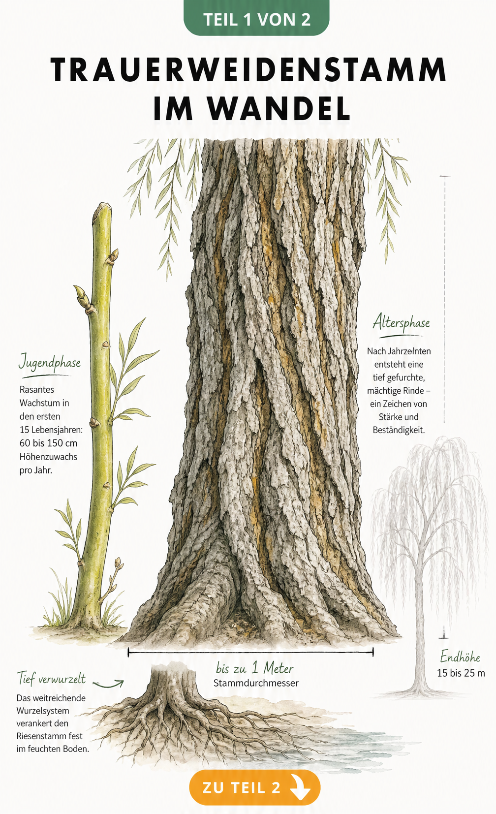 Illustration der Entwicklung eines Trauerweidenstamms von der Jungpflanze mit glatter Rinde zum alten Baum mit tiefer Rissstruktur