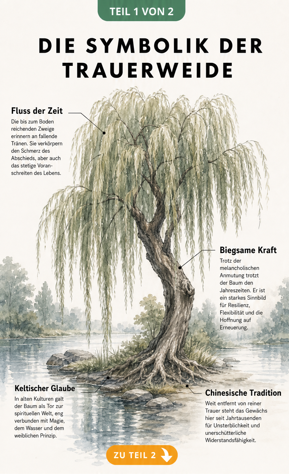 Illustration einer Trauerweide mit Erklärungen zu ihrer Symbolik wie Fluss der Zeit und Biegsame Kraft