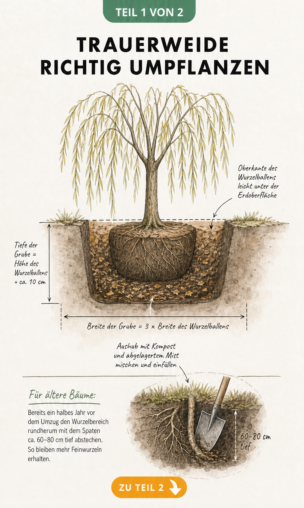 Botanische Querschnitts-Illustration eines Pflanzlochs für eine Trauerweide mit Wurzelballen und Maßlinien