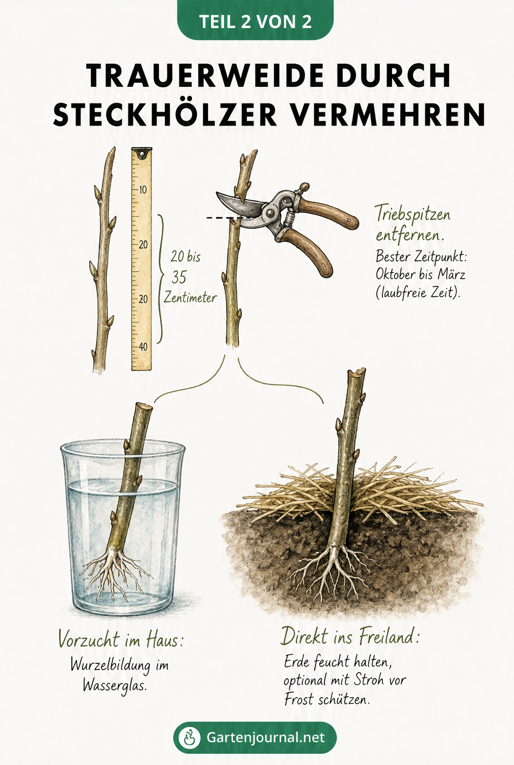 Botanische Illustration zur Vermehrung einer Trauerweide durch Steckhölzer im Wasserglas und Freiland