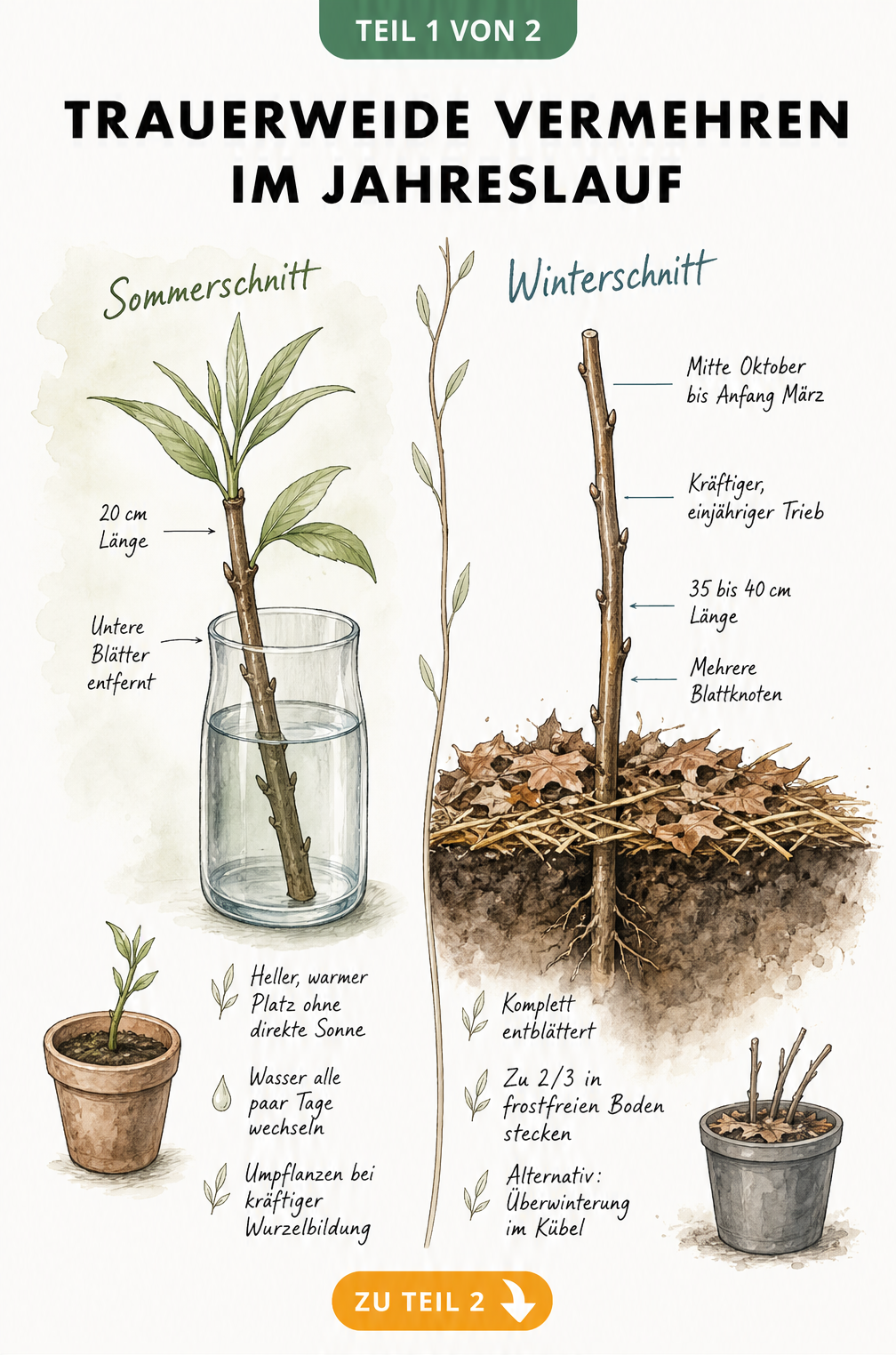 Illustration zur Vermehrung der Trauerweide im Sommer und Winter