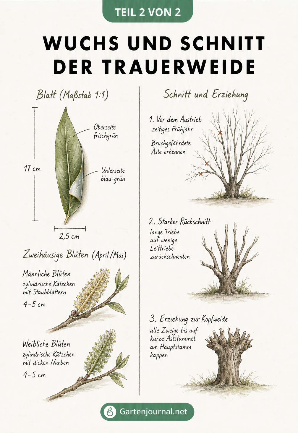 Botanische Illustration von Blättern, Blüten und dem Schnittverhalten der Trauerweide in drei Entwicklungsstadien