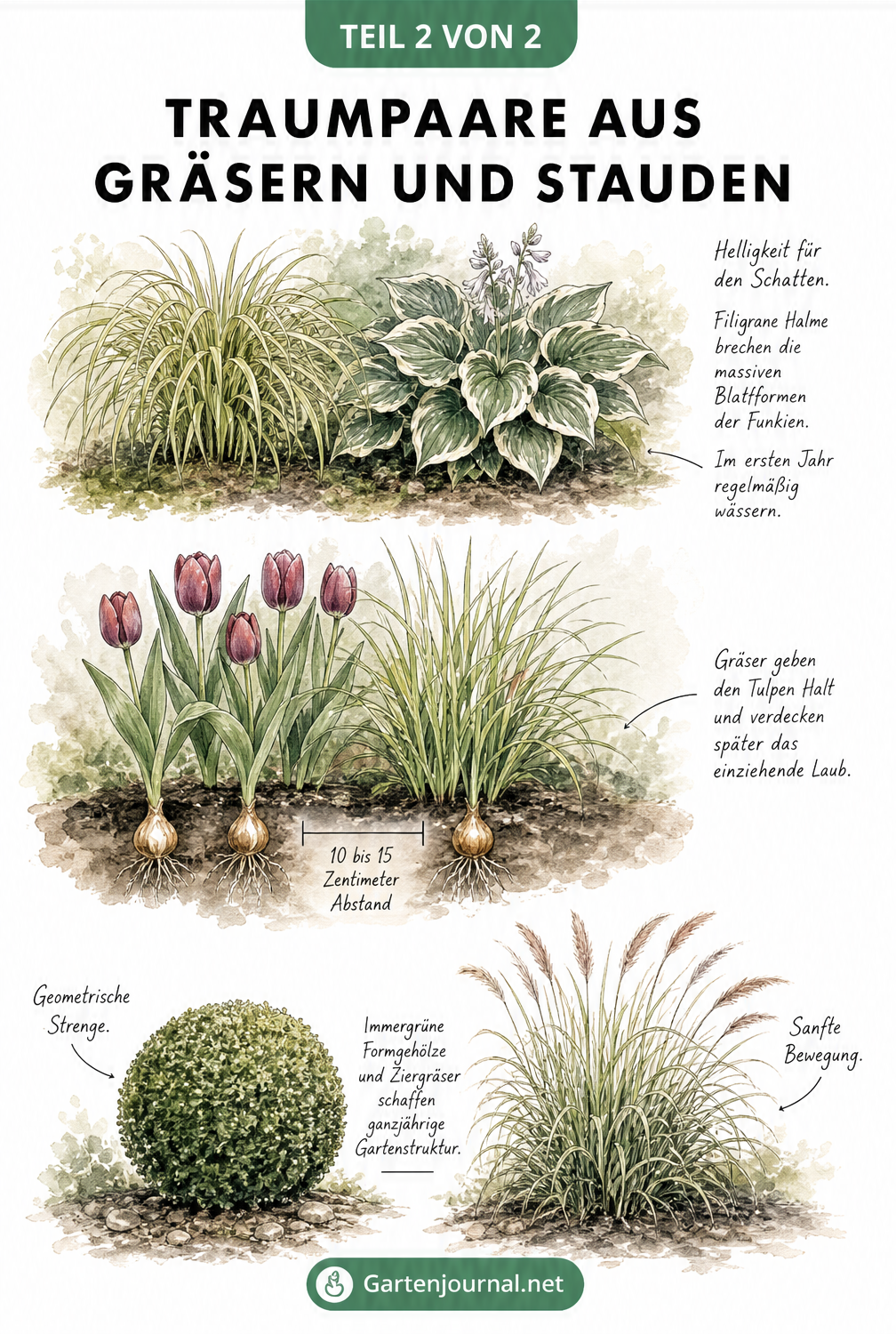 Botanische Skizzen von drei Pflanzkombinationen: Japan-Berggras mit Hosta, Tulpen mit Chinaschilf und Buchsbaum mit Lampenputzergras