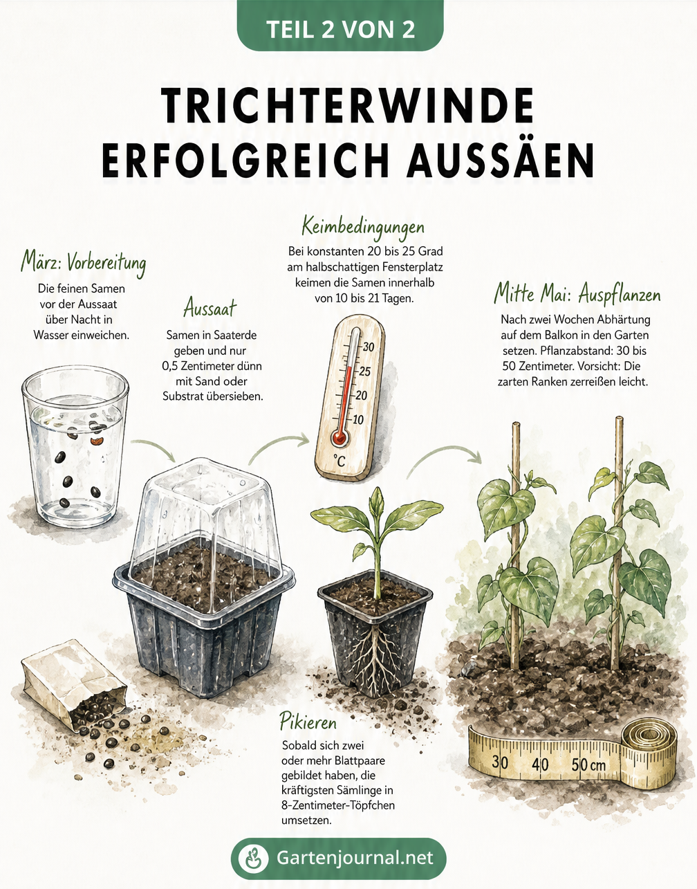 Zeichnung der Entwicklungsstadien einer Trichterwinde vom Einweichen der Samen über die Keimung bis zum Auspflanzen