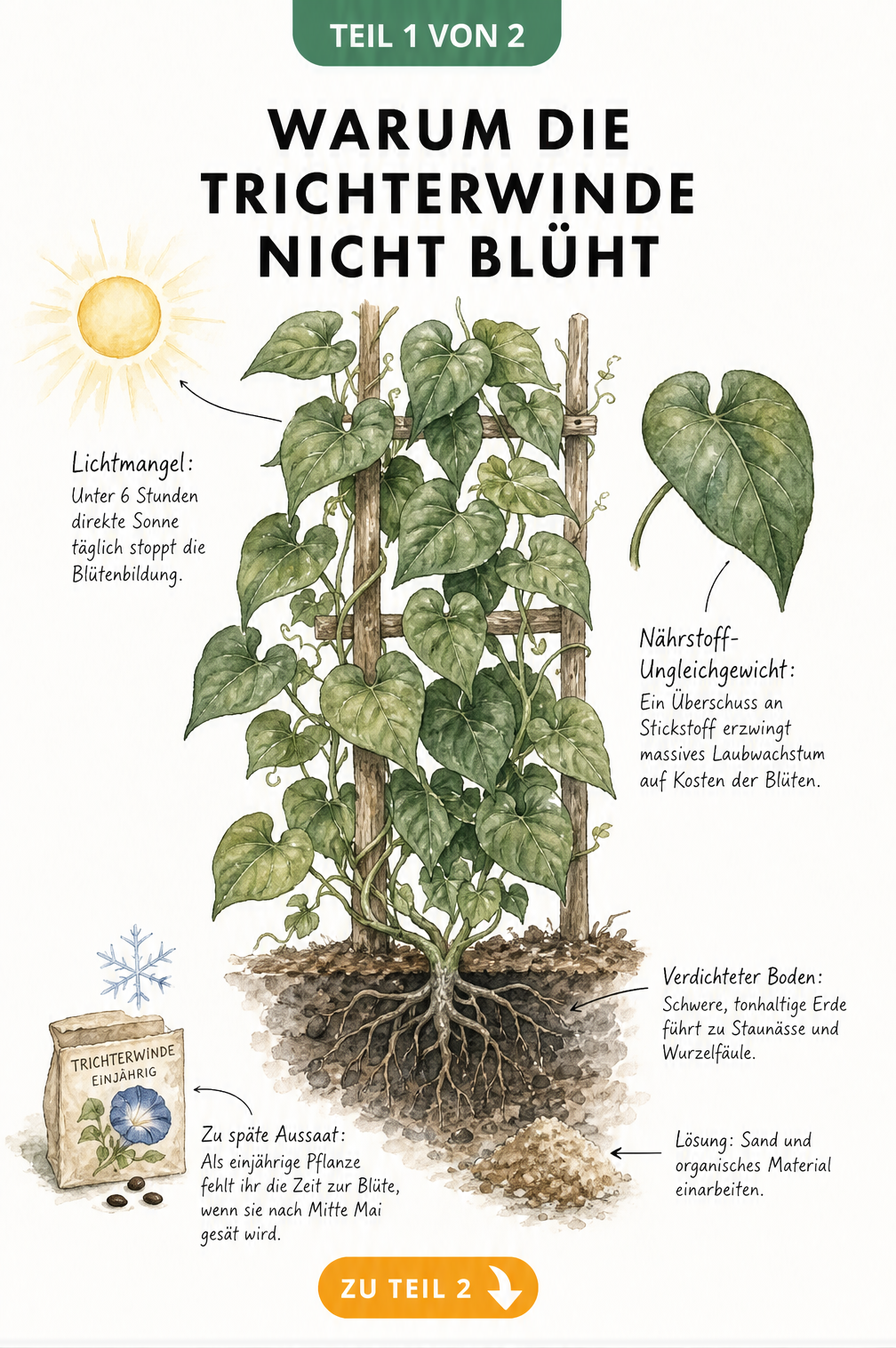 Botanische Illustration einer Trichterwinde ohne Blüten, die Ursachen wie Lichtmangel, Stickstoffüberschuss, verdichteten Boden und zu späte Aussaat zeigt.