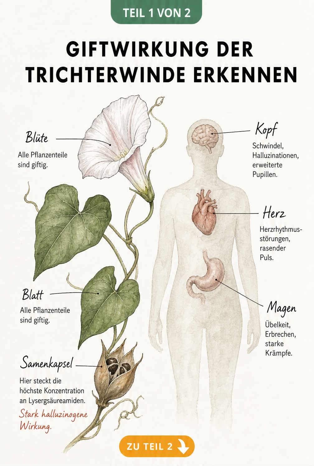 Botanische Illustration einer Trichterwinde mit Hinweisen zur Giftigkeit in Blüte, Blatt und Samenkapsel sowie den Auswirkungen auf den menschlichen Körper.