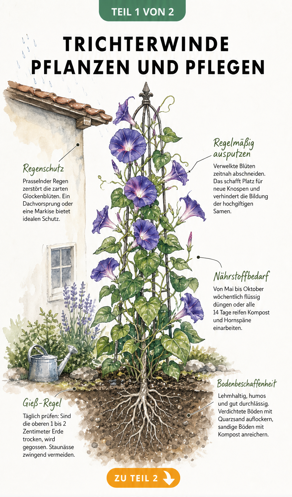 Illustration einer blühenden Trichterwinde am Obelisken mit Tipps zu Standort, Gießen, Düngen und Bodenbeschaffenheit
