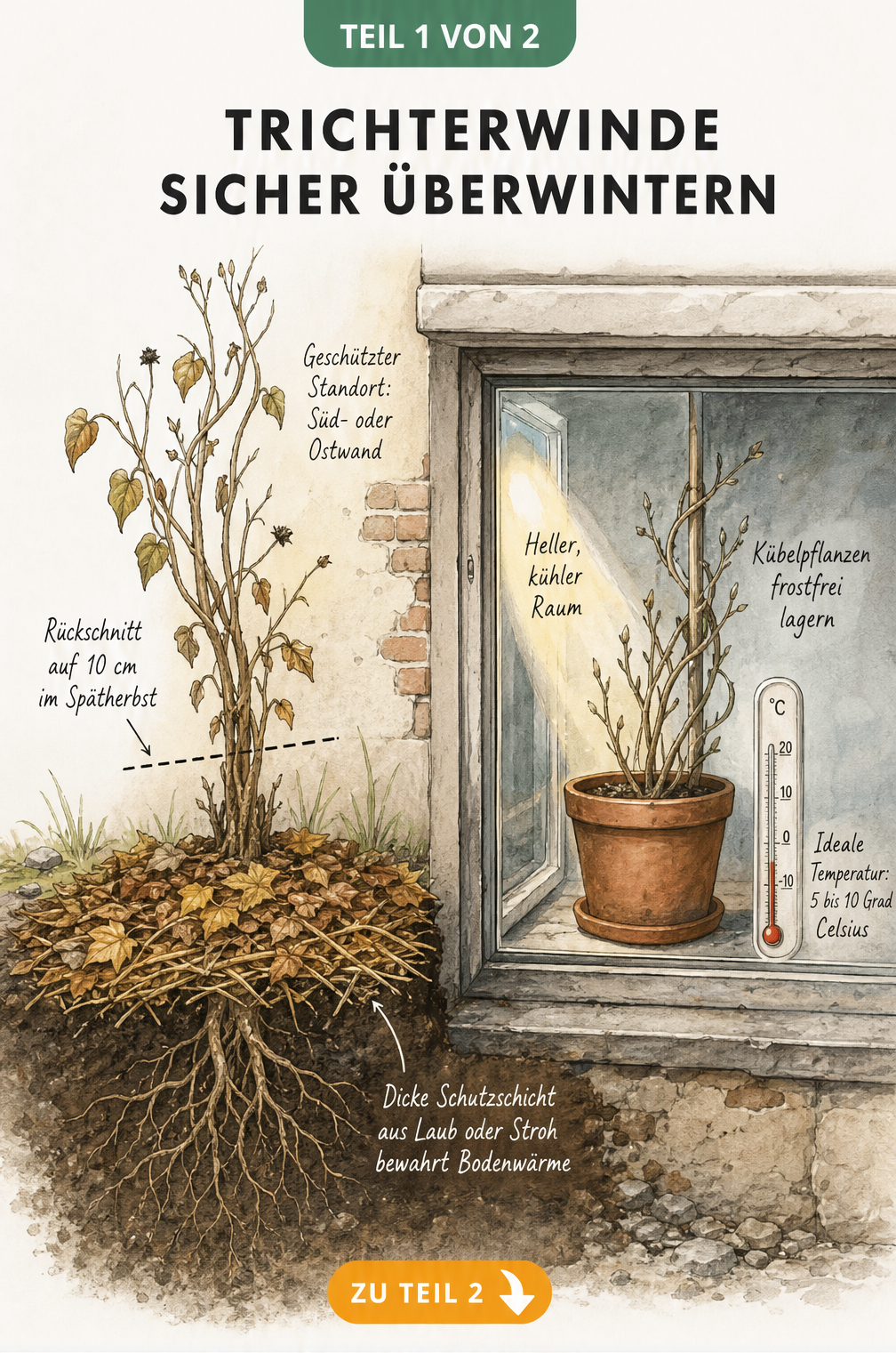Illustration einer Trichterwinde im Gartenbeet mit Mulchschicht und einer Kübelpflanze im kühlen Keller