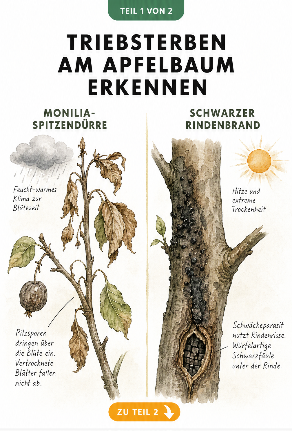 Illustration der Monilia-Spitzendürre und des Schwarzen Rindenbrands am Apfelbaum mit Symptomen wie vertrockneten Blüten und Rindenrissen