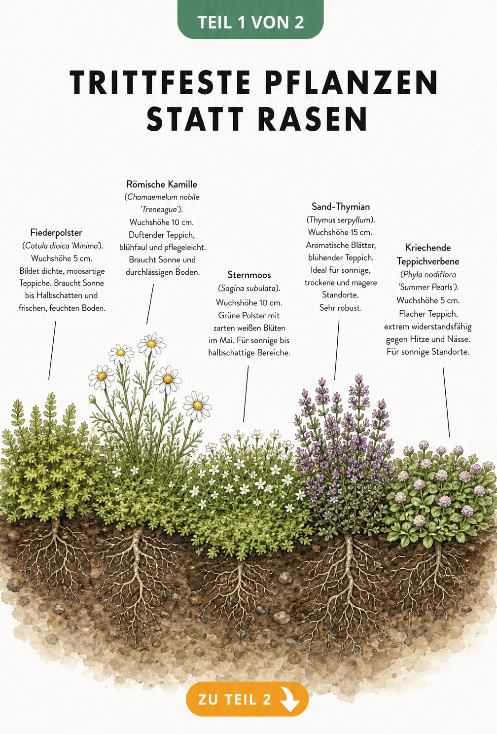Illustration von fünf trittfesten Bodendeckern als Rasenersatz: Fiederpolster, Römische Kamille, Sternmoos, Sand-Thymian und Kriechende Teppichverbene mit...