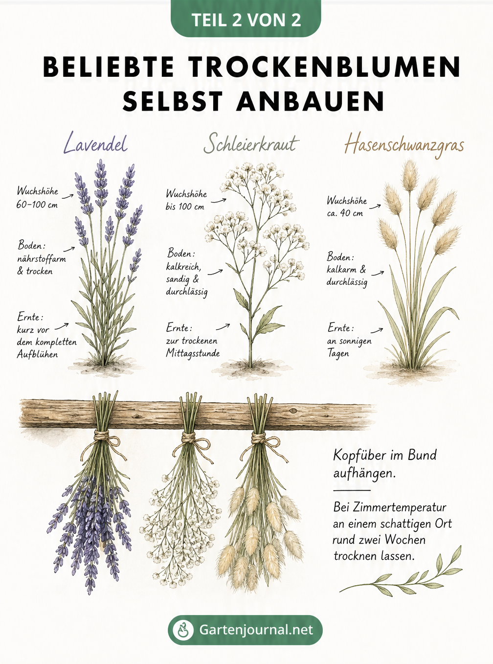 Aquarell-Illustration von Lavendel, Schleierkraut und Hasenschwanzgras mit Anbau- und Trocknungstipps
