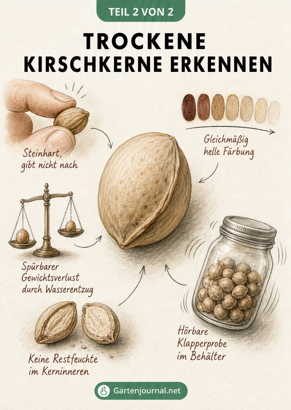 Illustration verschiedener Tests, um trockene Kirschkerne zu erkennen: Drucktest, Farbprüfung, Wiegen, Aufbrechen und Schütteln.