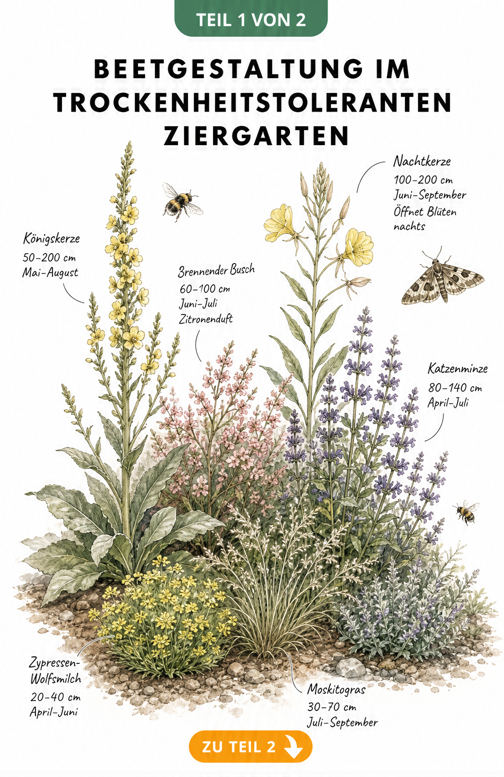 Botanische Illustration eines trockenheitstoleranten Gartenbeets mit Königskerze, Nachtkerze, Brennendem Busch, Katzenminze, Zypressen-Wolfsmilch und...