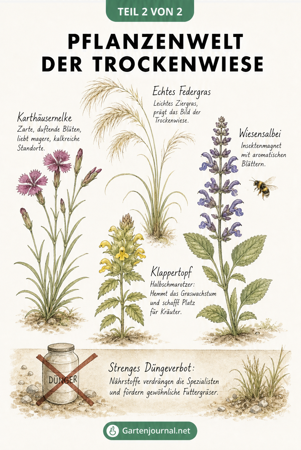 Illustration typischer Pflanzen der Trockenwiese wie Echtes Federgras, Karthäusernelke, Wiesensalbei und Klappertopf