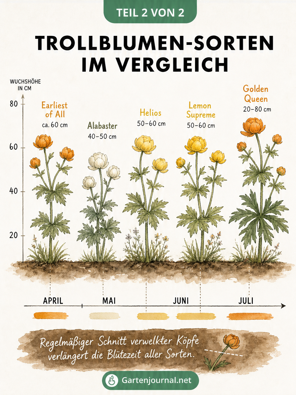 Botanische Illustration von fünf Trollblumen-Sorten im Vergleich, geordnet nach Blütezeit von April bis Juli und Wuchshöhe.