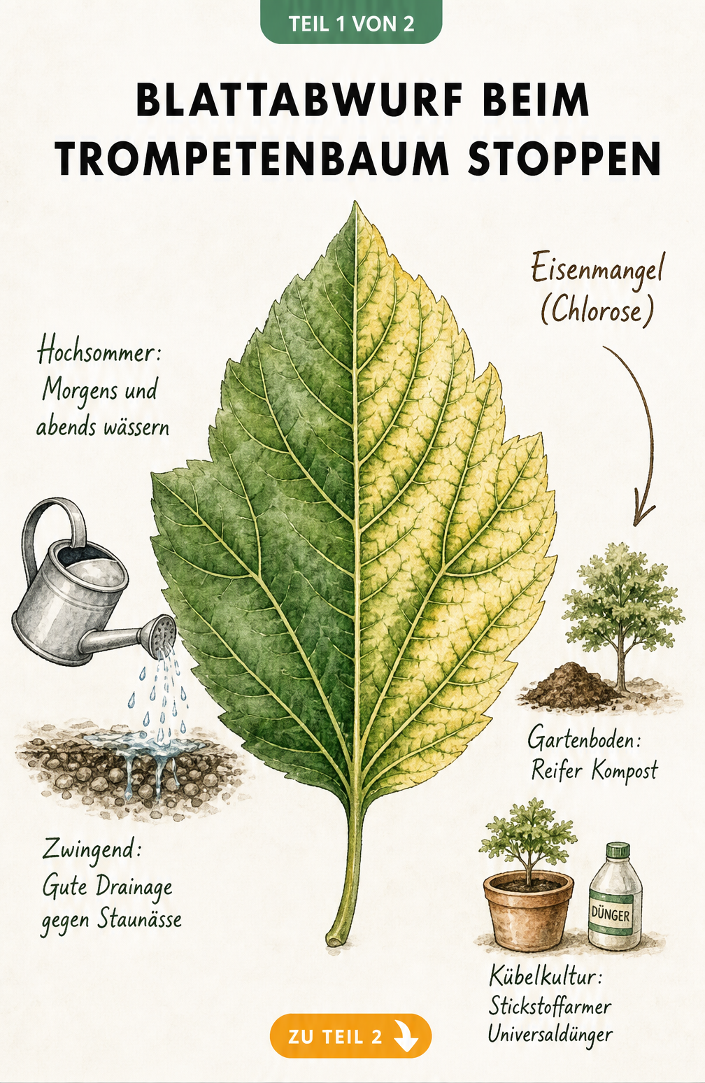 Botanische Illustration eines Trompetenbaum-Blattes, das zur Hälfte gesund und zur Hälfte gelb verfärbt ist, mit Tipps zu Gießen und Düngen bei Eisenmangel.