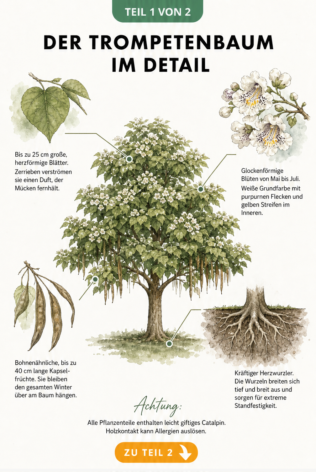 Botanische Illustration des Trompetenbaums mit Nahaufnahmen von Blatt, Blüte, Frucht und Wurzel