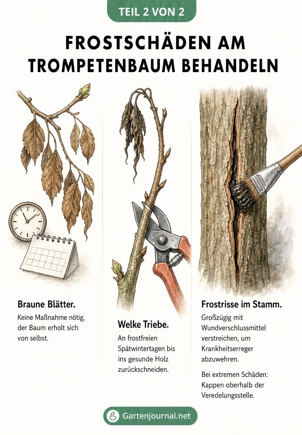 Drei typische Frostschäden am Trompetenbaum: braune Blätter, welke Triebe und Frostrisse im Stamm, jeweils mit der passenden Behandlungsmaßnahme illustriert.