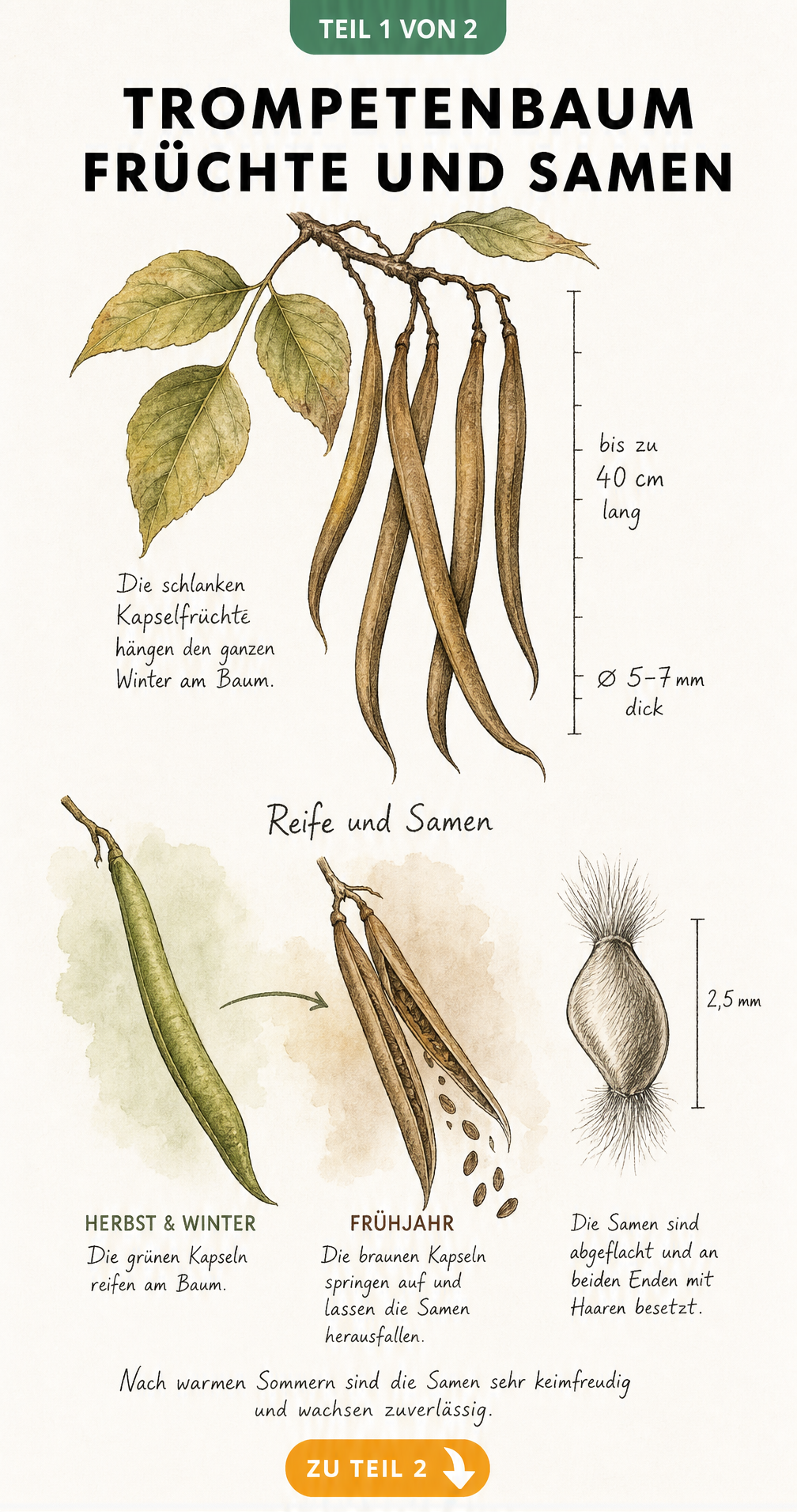 Botanische Illustration der bohnenförmigen Kapselfrüchte und Samen des Trompetenbaums mit Reifeverlauf