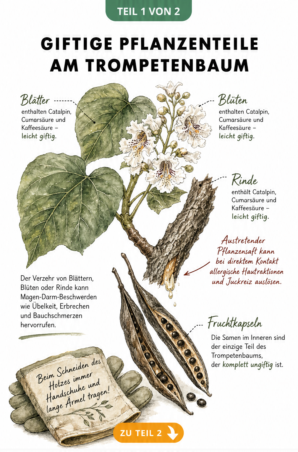 Botanische Illustration eines Trompetenbaum-Zweigs mit Blättern, Blüten, Rinde und Fruchtkapseln, die giftige und ungiftige Pflanzenteile markiert.