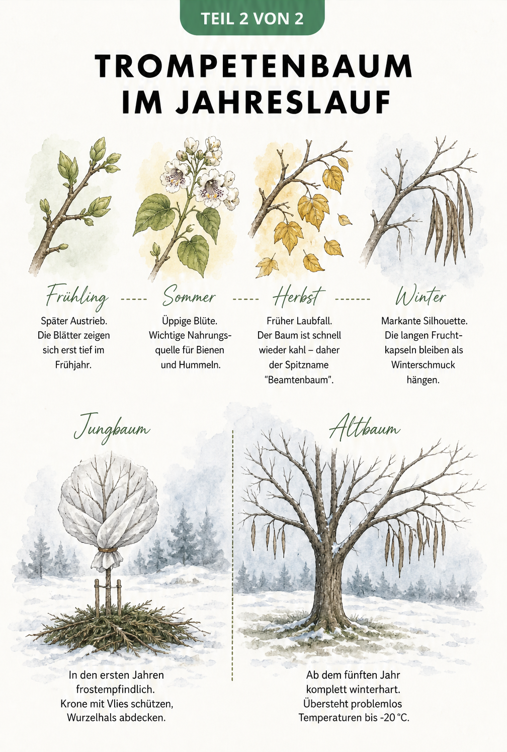 Illustration des Trompetenbaums im Jahreslauf und Darstellung der Winterhärte bei Jungbäumen und Altbäumen