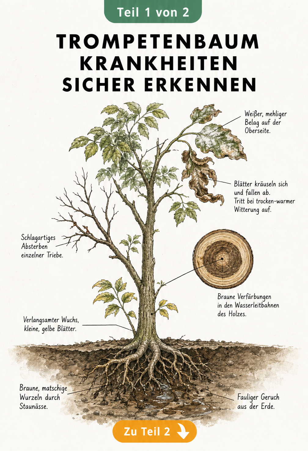 Illustration eines Trompetenbaums mit Symptomen von Echtem Mehltau, Verticillium-Welke und Wurzelfäule