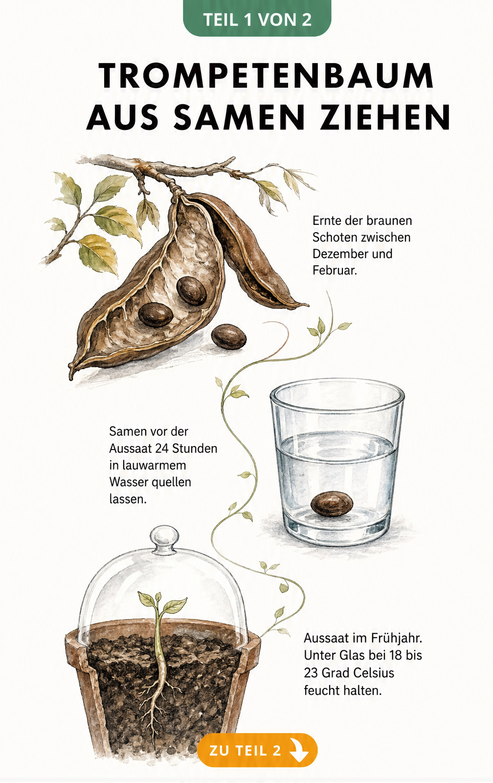 Botanische Illustration zur Samenvermehrung des Trompetenbaums: Ernte der Schoten, Quellen der Samen und Aussaat im Topf.