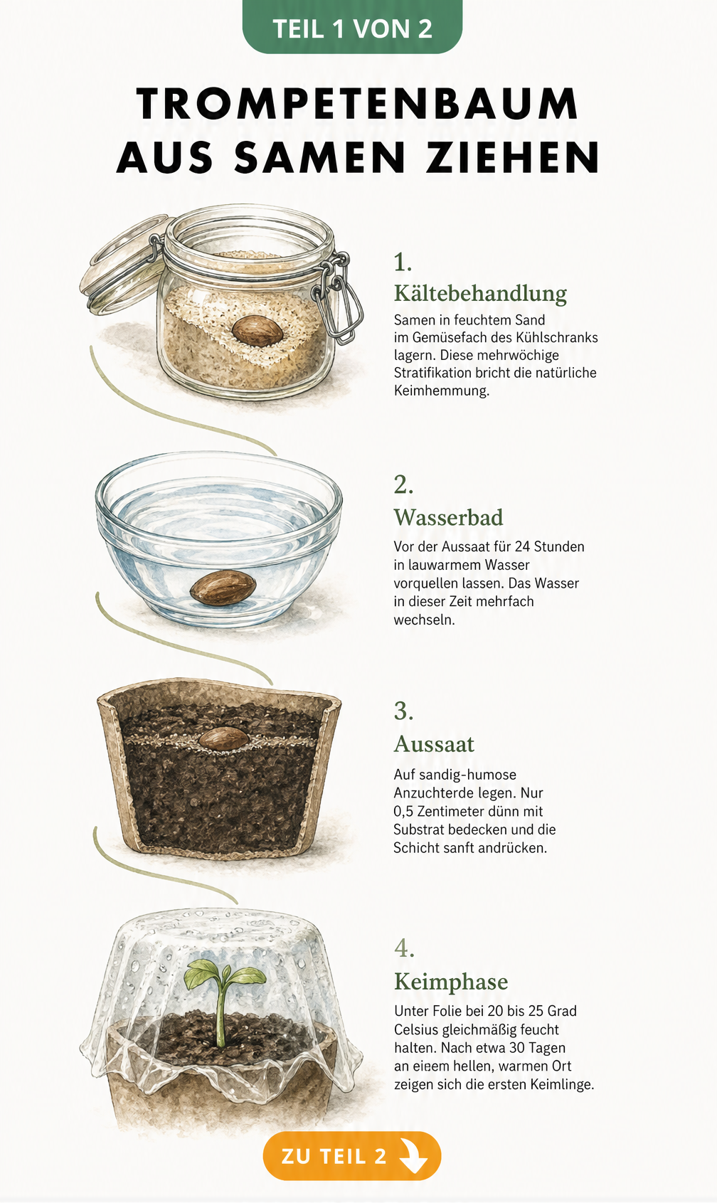 Botanische Illustration der vier Entwicklungsstadien eines Trompetenbaums vom Samen bis zum Keimling