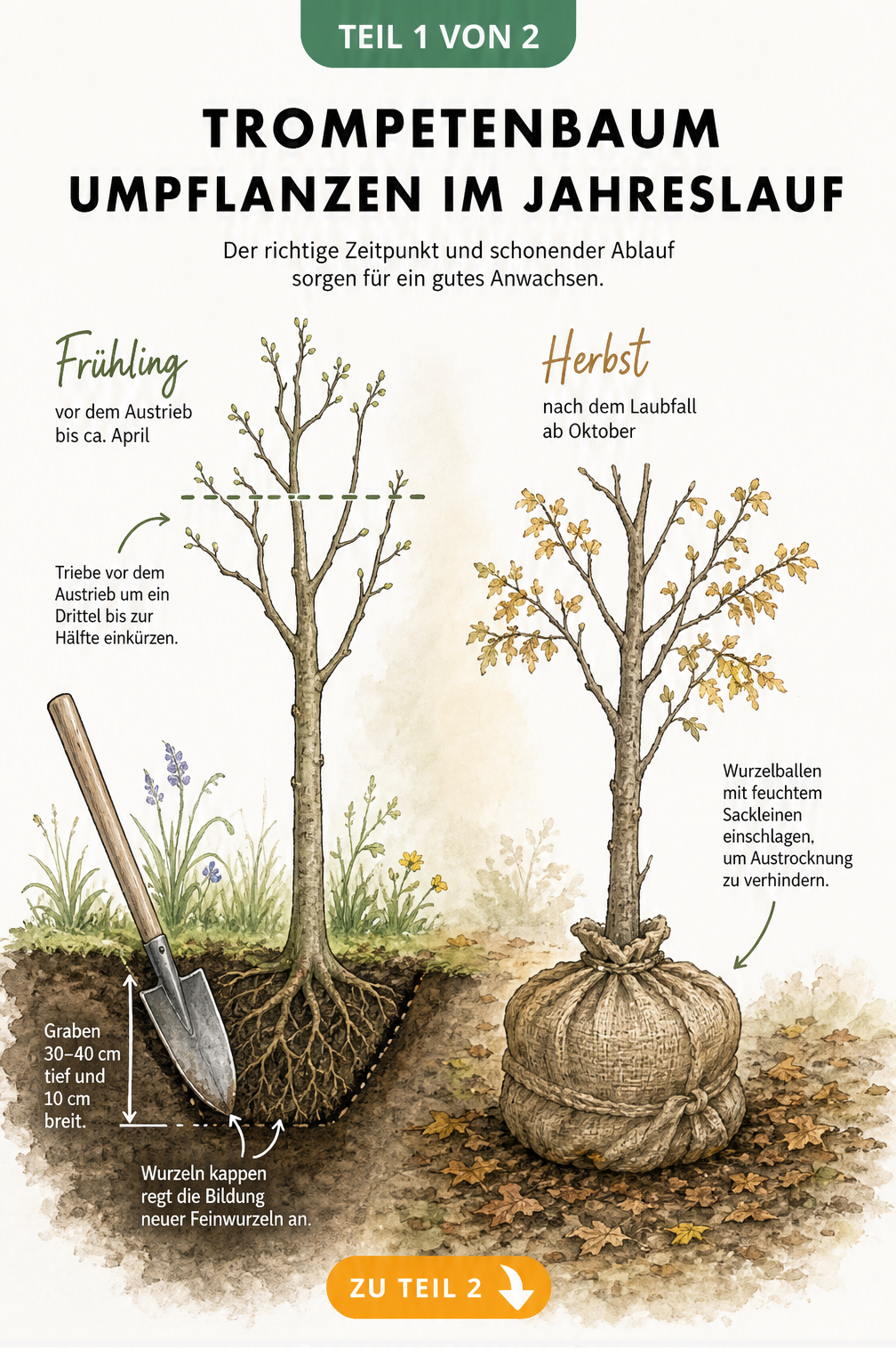 Illustration eines Trompetenbaums im Frühling mit Spaten am Wurzelgraben und im Herbst mit Jutetuch um den Wurzelballen