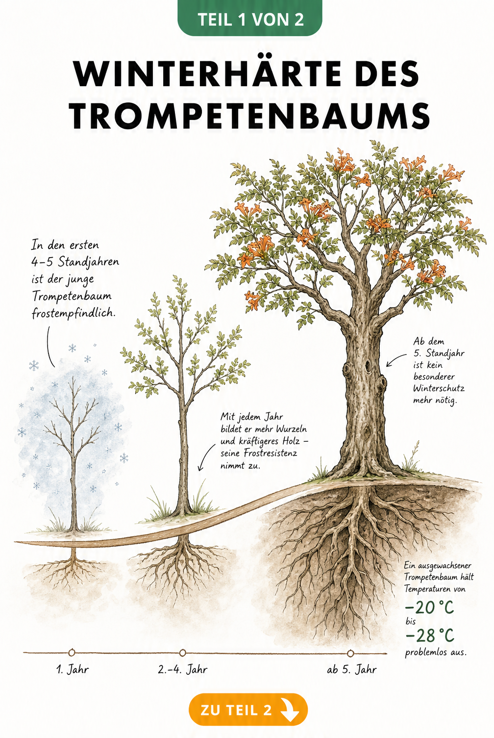 Illustration der Frostresistenz eines Trompetenbaums vom Setzling bis zum ausgewachsenen Baum